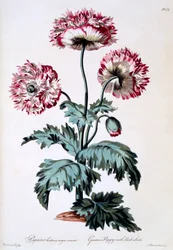 Garden Poppy with Black Seeds, illustration from 
